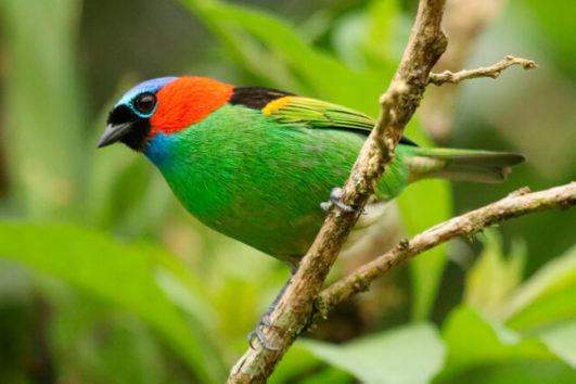 Observação de Aves Mata Atlântica - Birdwatching